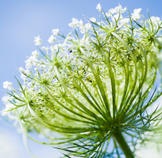 Carrot Seed