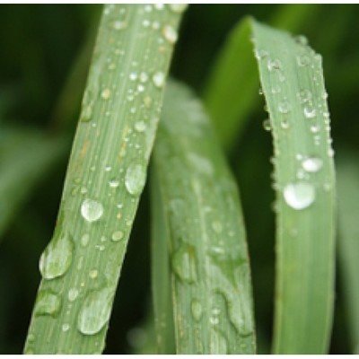 Citronella
