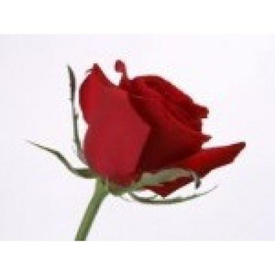 Rose 3% dilution in jojoba