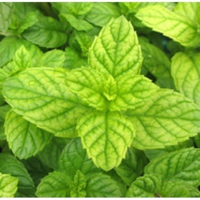 Melissa Leaf 3% dilution in jojoba