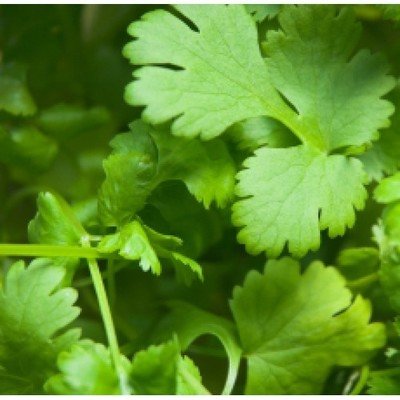 Coriander