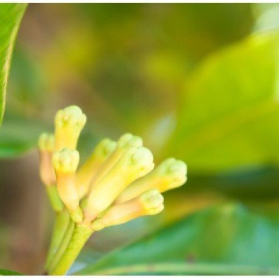 Clove Bud
