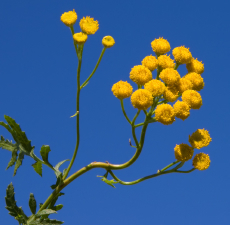 Blue Tansy