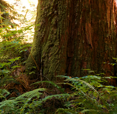 Cedarwood Atlas