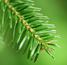Balsam Fir