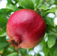 Pomegranate Carrier 50ml