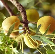 Marula Oil 50ml