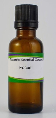 Focus Essential Oil Blend