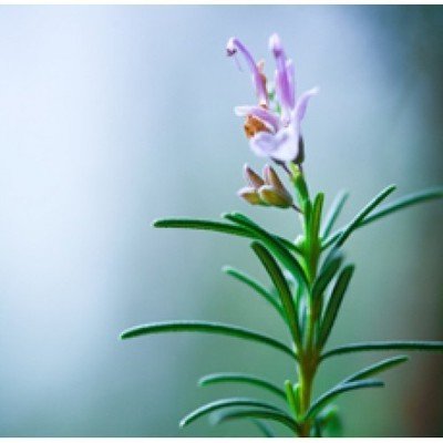 Rosemary Oil Spanish (Certified Organic)