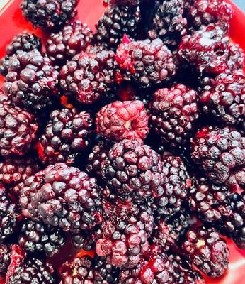 Freeze Dried Blackberries