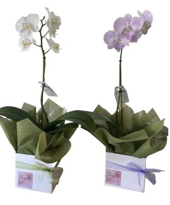 Orchid Plant