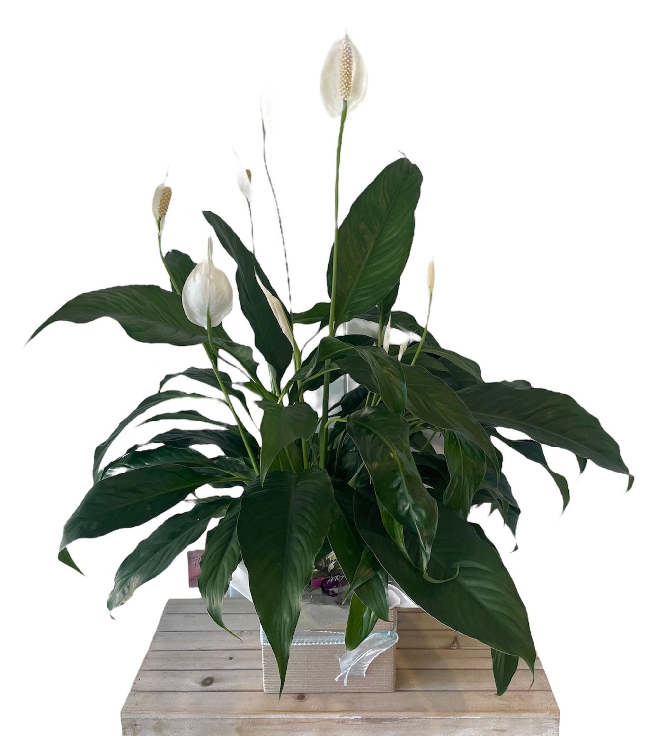 Peace Lily Plant