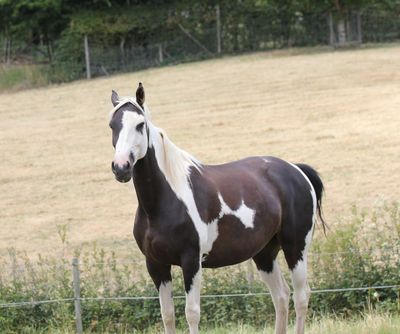 Kurse