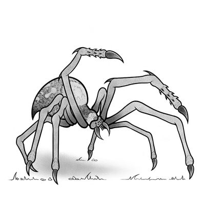 Spider Basic