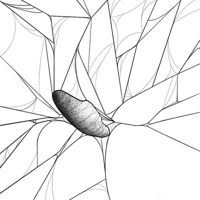 Spider Basic