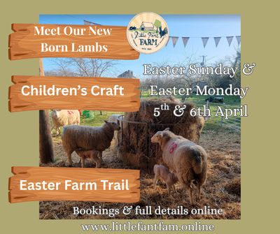 Meet The Lambs at Little Fant Farm