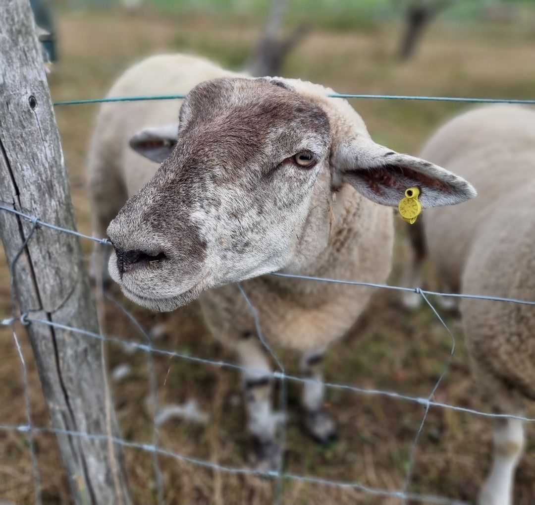 Little Farmer 3 Wk Booking
