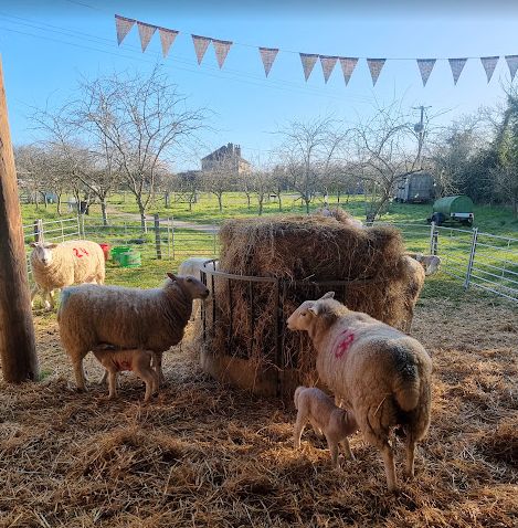 Meet The Lambs Easter Sunday 5th April, Meet The Lambs Sunday 5th April: Adult  10:30