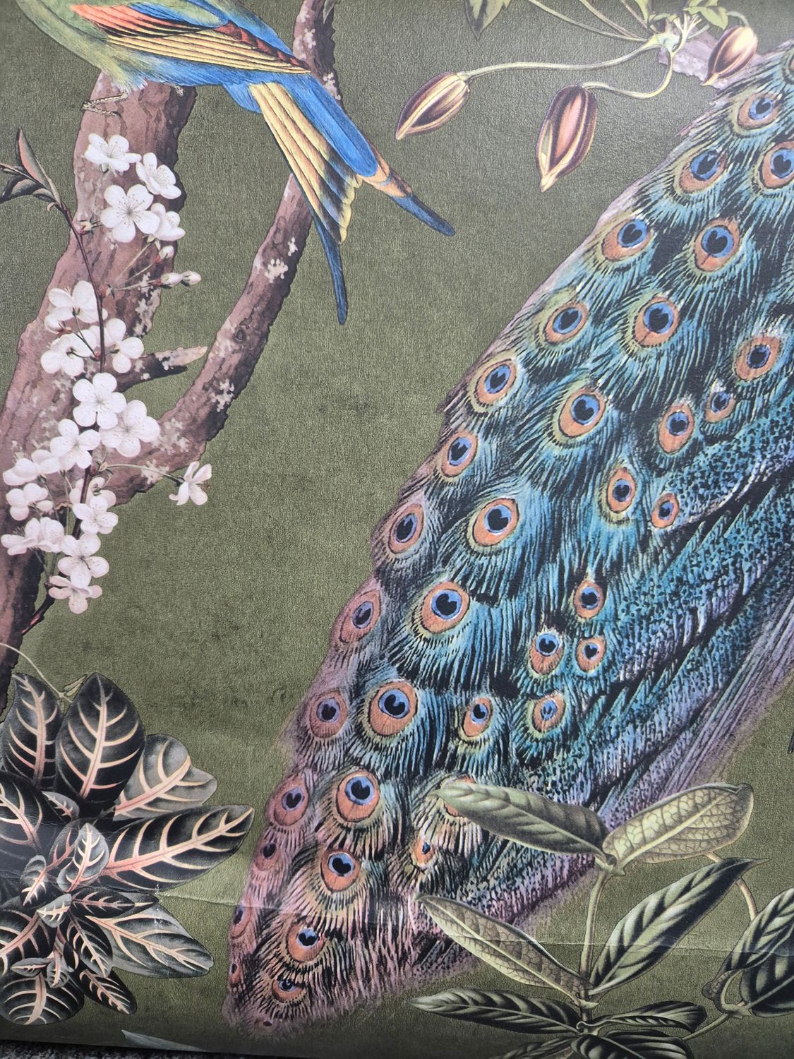 Cassia Peacock, Color: Green