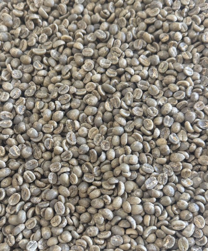SUMATRAN GAYO