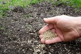 Spring Seed Planting Consultation