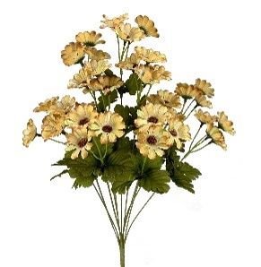 Daisy Bush x11 Beige