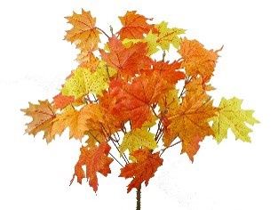 Maple Leaf Bush x12 Orange and Yellow