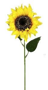 Sunflower Stem Yellow
