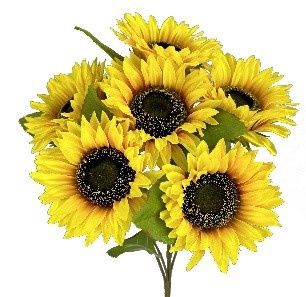 Sunflower Bush x6 Golden Yellow