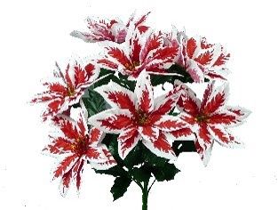 Peppermint Poinsettia Bush x 9