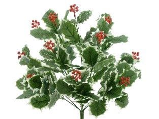 Holly Berry Bush x12 Variagated Green