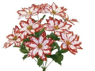 Varigated Poinsettia Bush x9