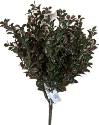 Mini Holly Leaf Bush Green Red