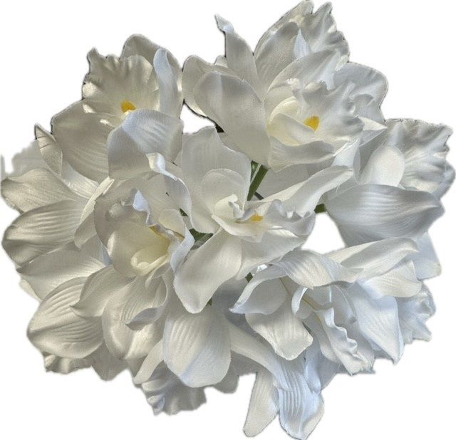Cymbidium Orchid White