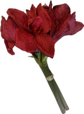 Amaryllis Red