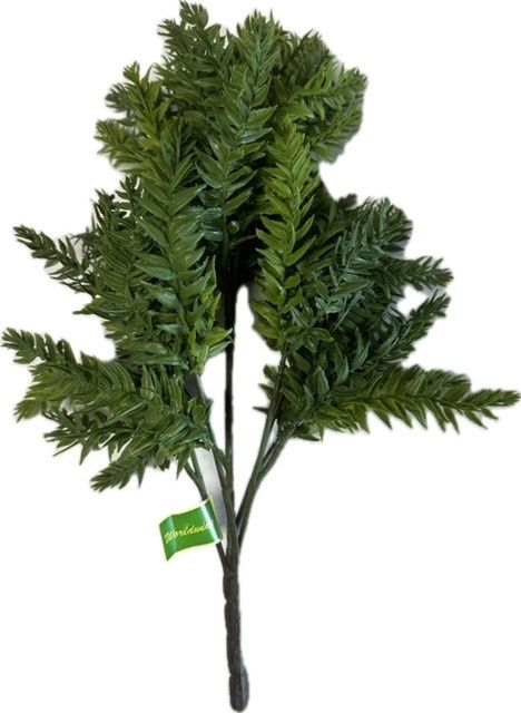 Hoop Pine Bush x7