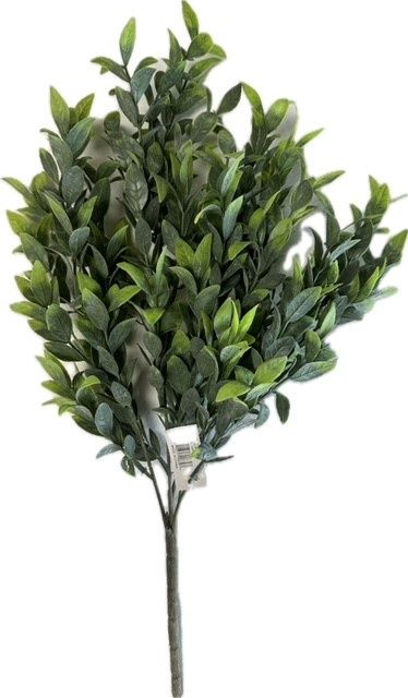 Ruscus Bush Green