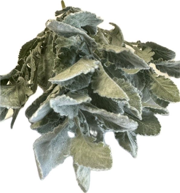Natural Lambs Ear Natural Green