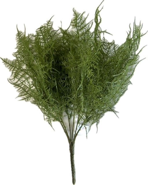 Plumosa Bush TTGreen