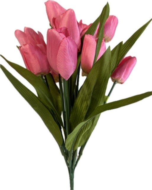 Tulip Bush x12 Pink