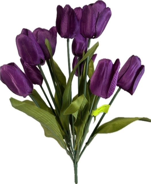 Purple Tulip Bush x12 Purple
