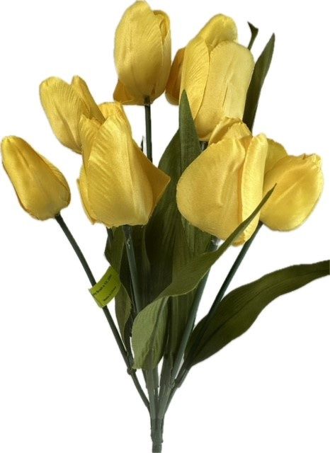 Yellow Tulip Bush x12