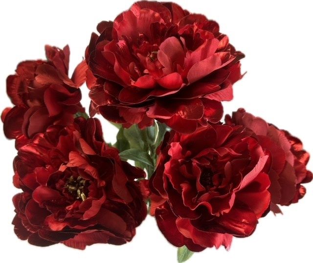 Peony Bush Red
