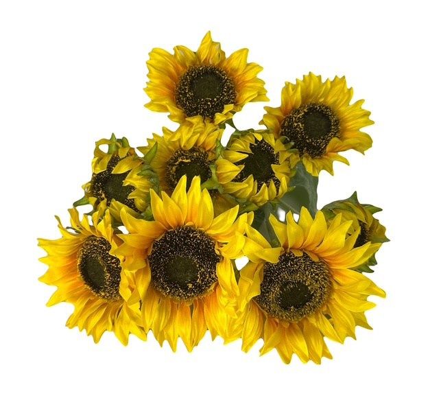 Sunflower Plant x9 Gold