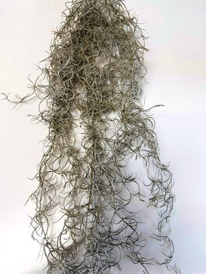 Hanging Spanish Moss Vine-Natural