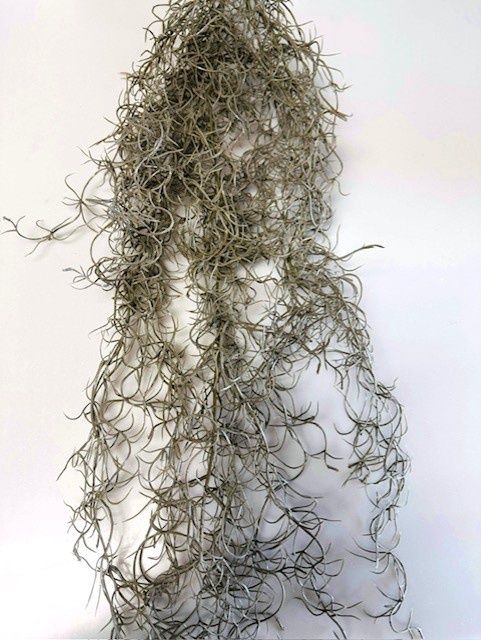 Hanging Spanish Moss Vine-Natural