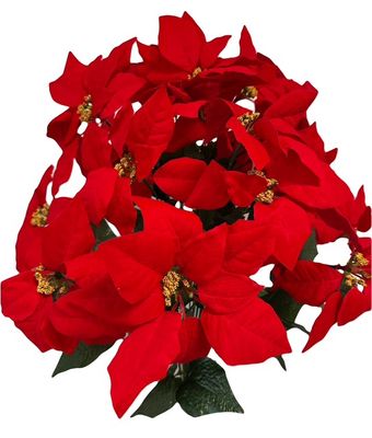 Velvet Poinsettia Bush x24 Red