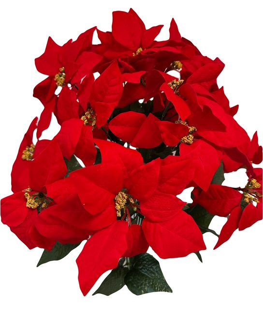 Velvet Poinsettia Bush x24 Red