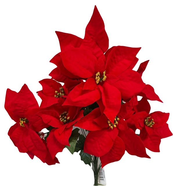 Red Poinsettia Bush x18