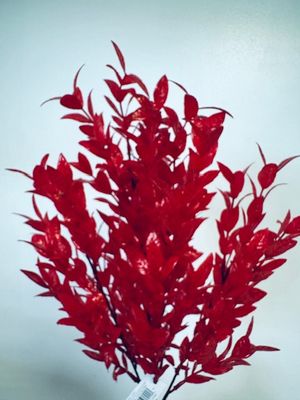Ruscus Bush in Christmas Red